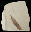 Fossil Populus Leaf w/ Insect - Green River Formation #16287-2